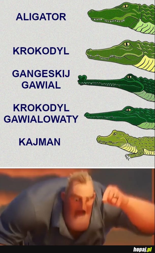 Krokodyl to krokodyl