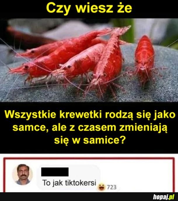 Krewetki