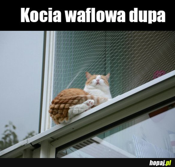 Koteł