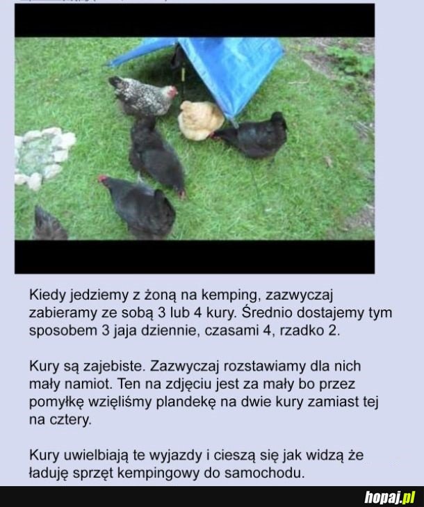 Kury są super