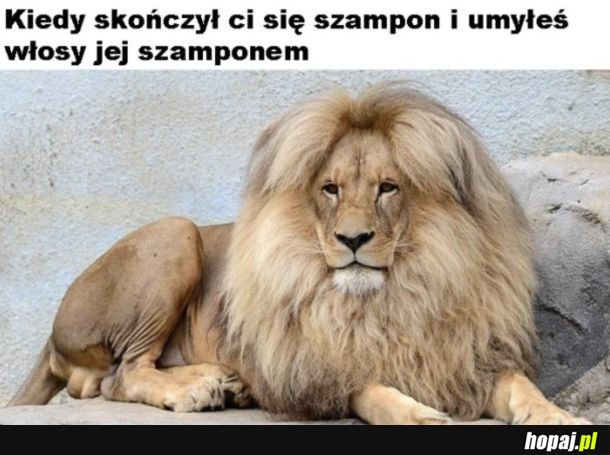 Bujna czupryna