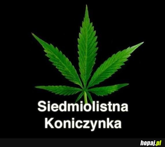 Siedmiolistna koniczynka