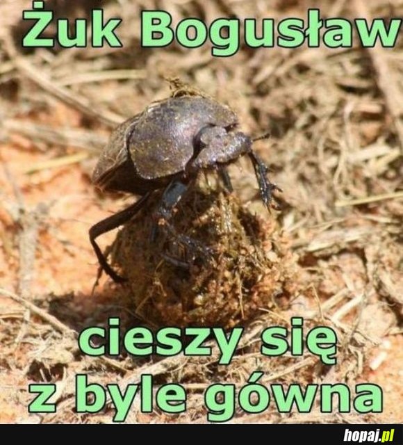 Żuk Bogusław