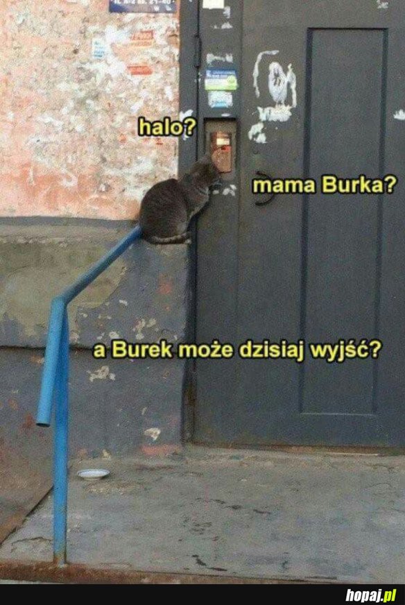 A BUREK MOŻE DZISIAJ WYJŚĆ?