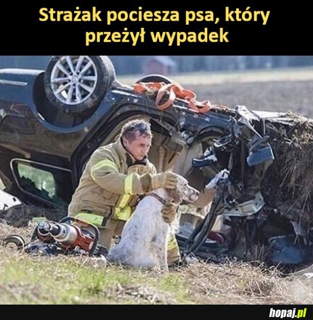 Strażak pocieszający psa po wypadku
