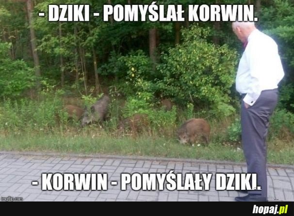 Dziki, pomyślał Korwin