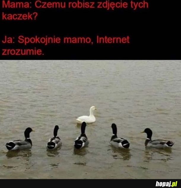 Prawie zwykle kaczki