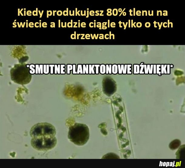 Smutny plankton