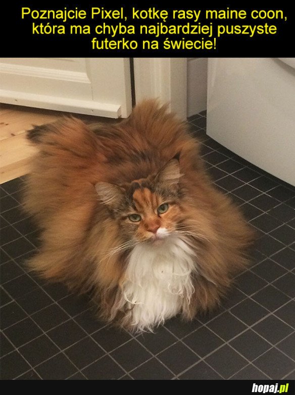 PIXEL, NAJBARDZIEJ PUSZYSTY MAINE COON NA ŚWIECIE! 
