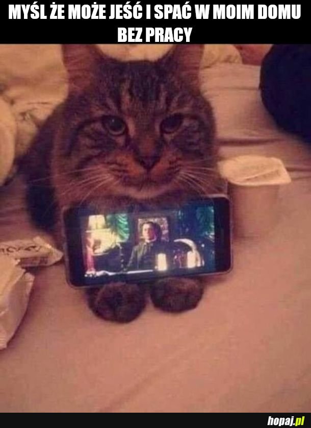 Myli się