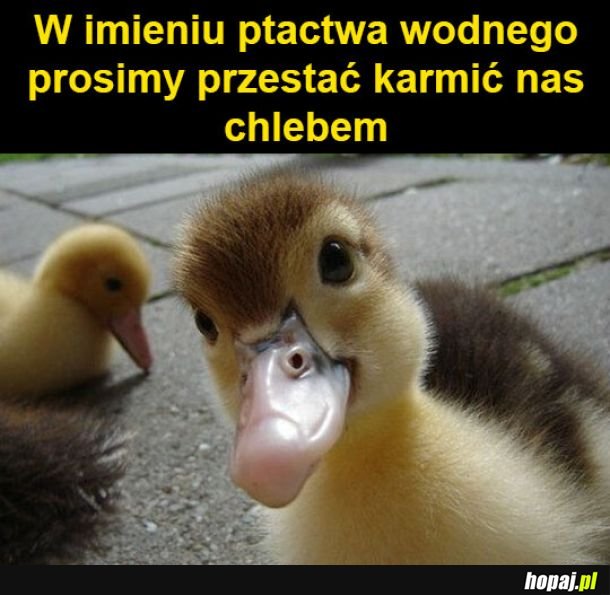 Nie karmić chlebem!