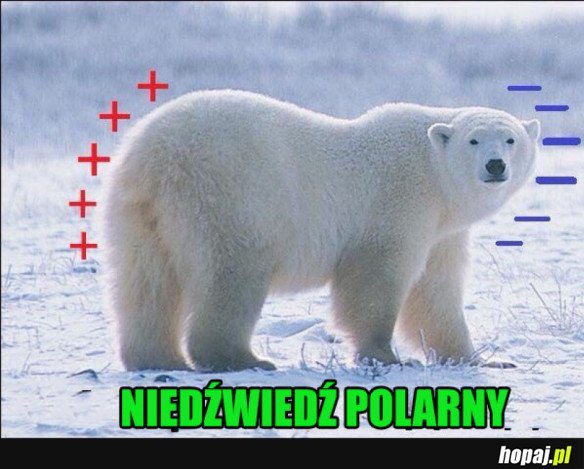 NIEDŹWIEDŹ POLARNY