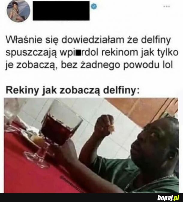 Delfiny i rekiny