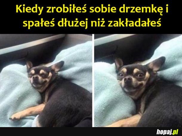 Przypał