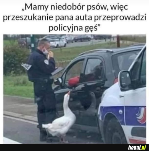 Policyjna gęś