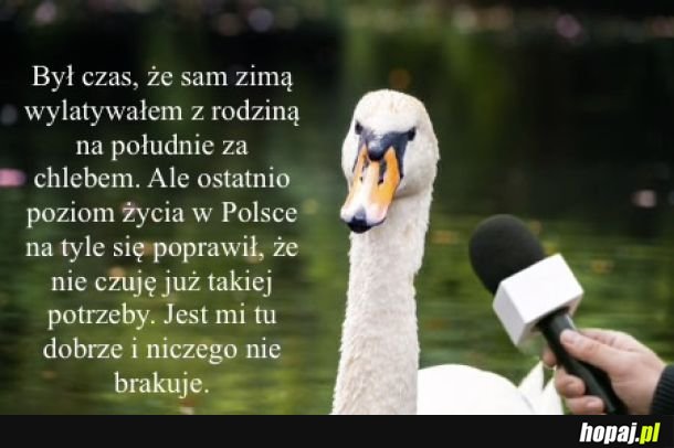 Łabędzie o Polsce