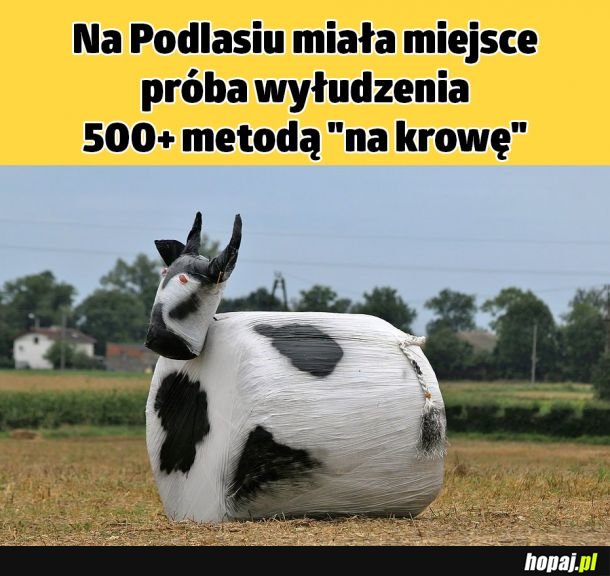 Tymczasem na Podlasiu 