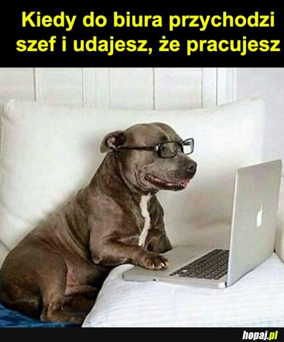 Wchodzi szef