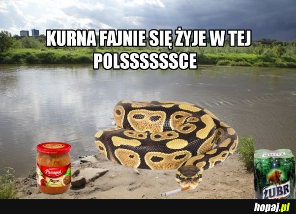 Wężeł