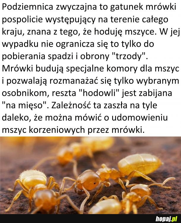 Czwartek z owadzią ciekawostką #1