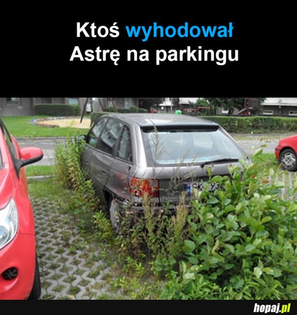 CHYBA SAM WYHODUJĘ