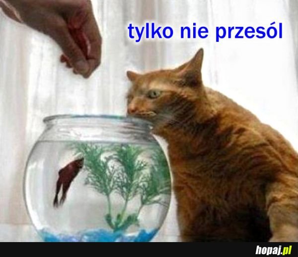 Ryba się gotuje !