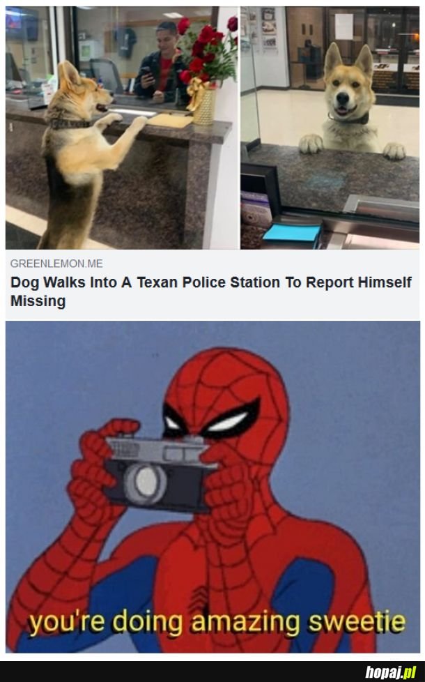 Smart dog