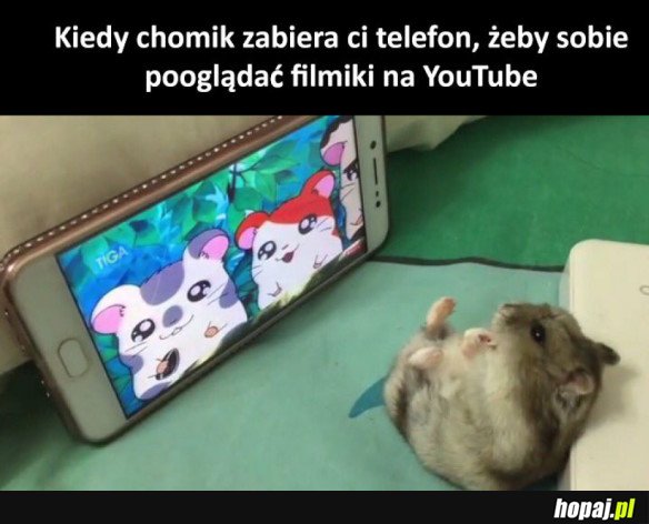 OŻ TY CHOMIKU
