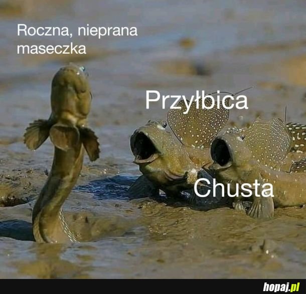 Maseczki rules