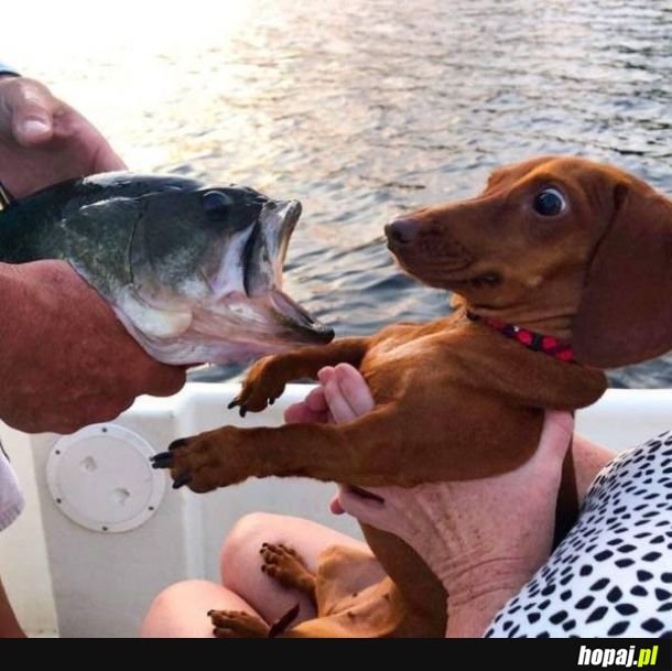 Psy - potomkowie dzikich wilków, władców lasu.