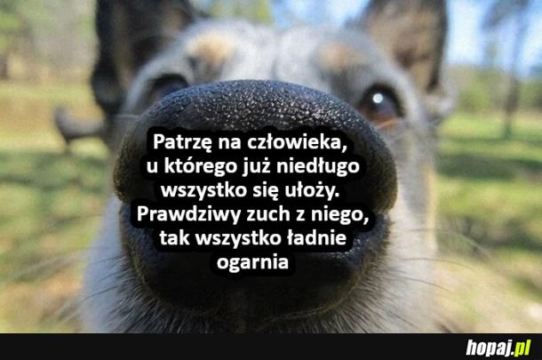 Zuch z ciebie