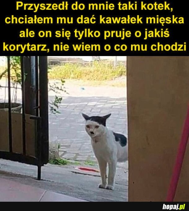 Skądś znam tego kota