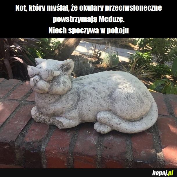 Niemądry kotek