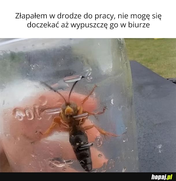 Szerszeniowe czwartki