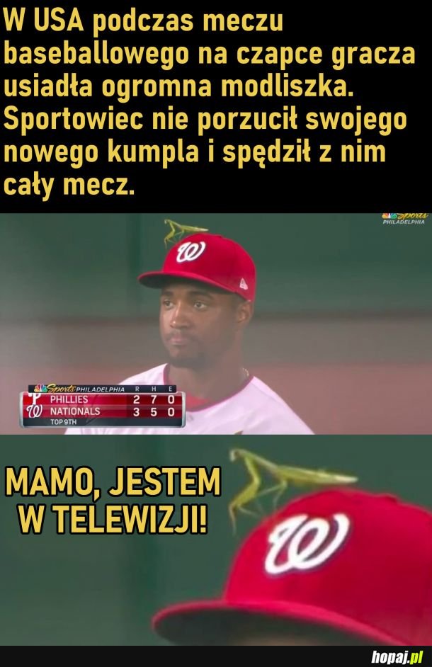 Sławna modliszka