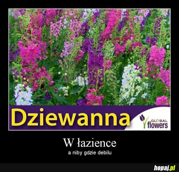 Dziewanna