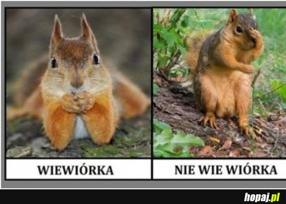 WIEWIÓRKA