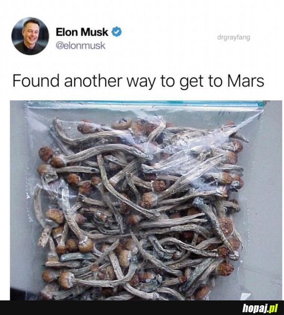 Elon heheszek