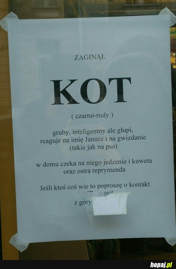 ZAGINĄŁ KOT