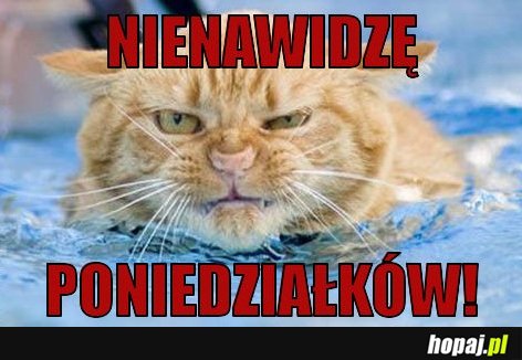 Nienawidzę poniedziałków!