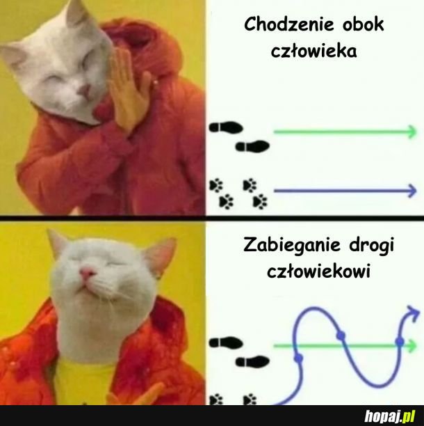 Szlak kota xd
