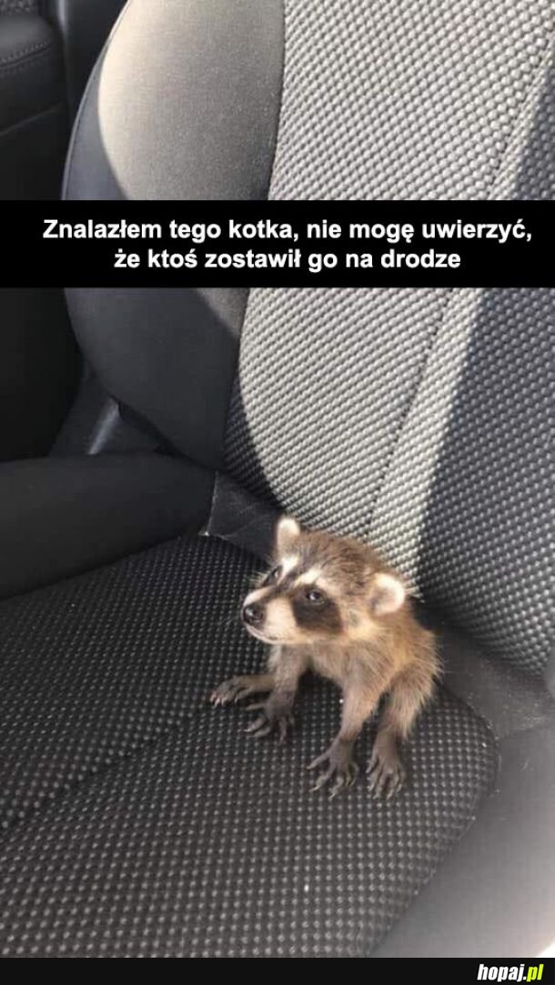 Biedny kotek