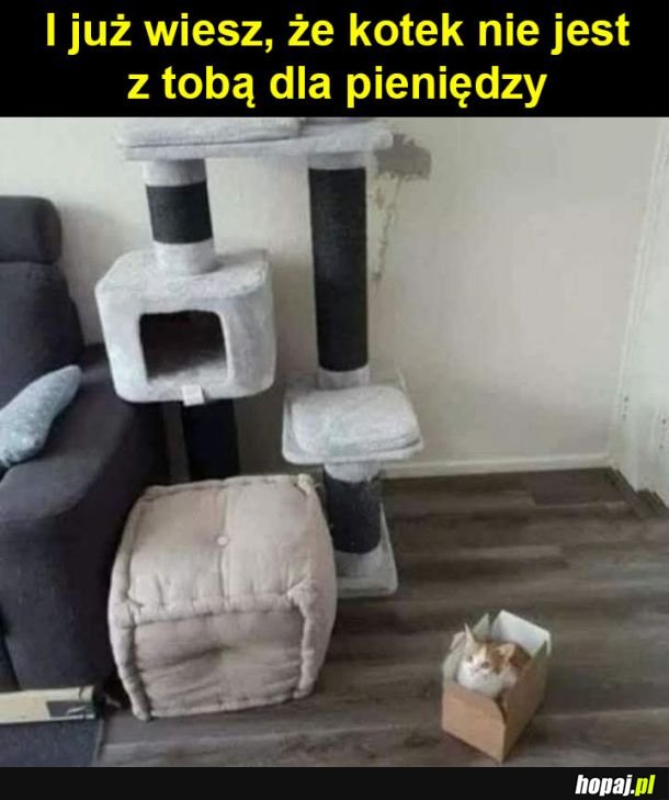 Bezinteresowny kotek