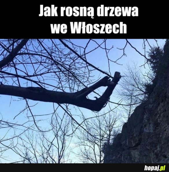 WŁOSKIE DRZEWA