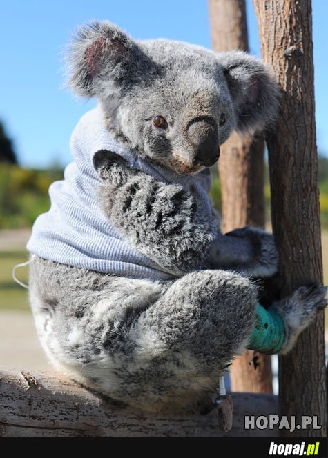 Dresiarski miś koala