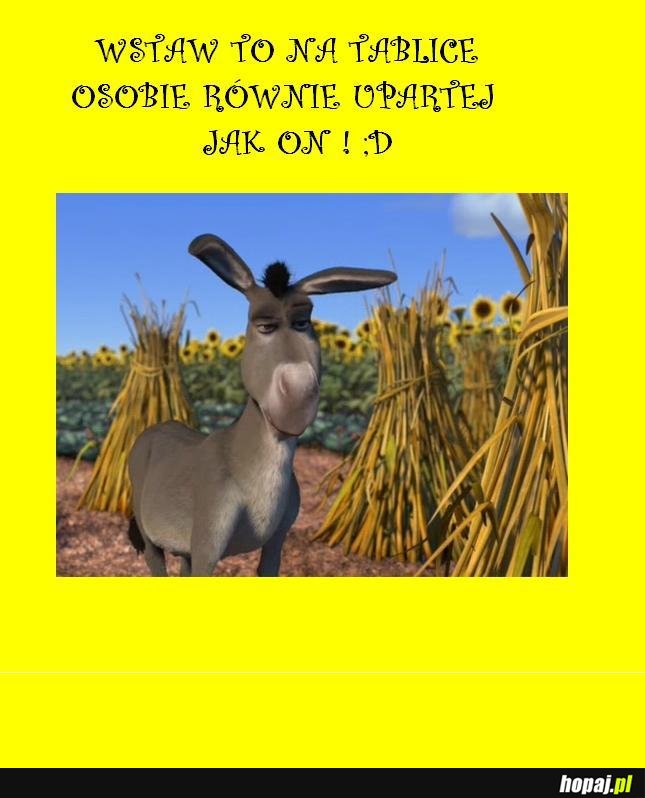 Jesteś uparchiuchem! 