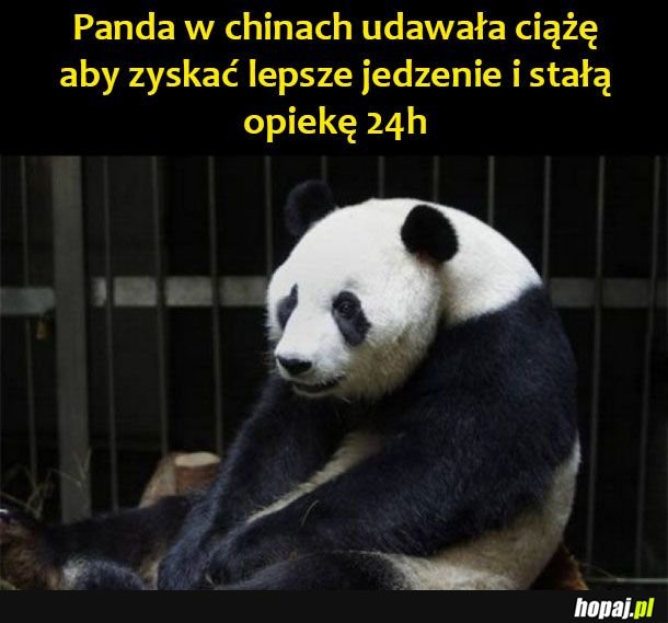 Madka Panda