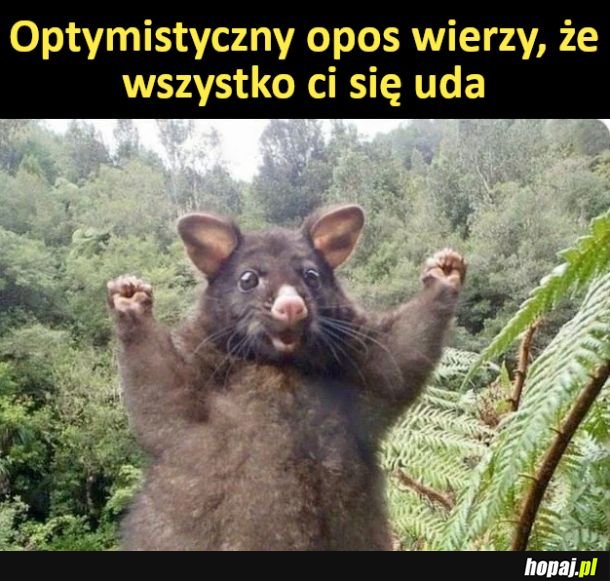 On wierzy w ciebie, ty też powinieneś