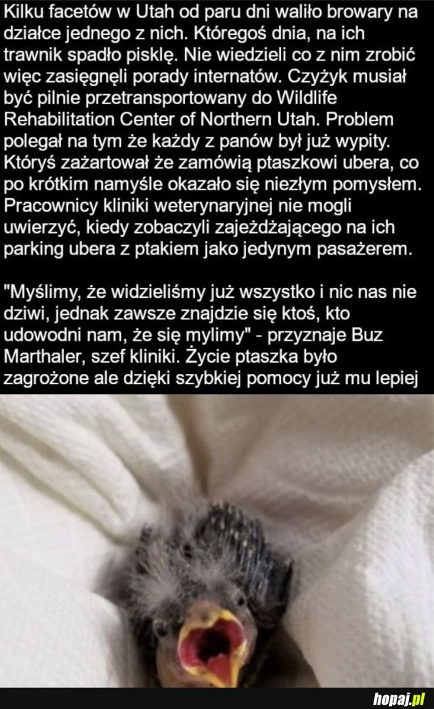 Ciekawy pasażer