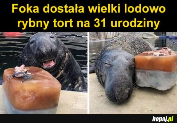 Szczęśliwa foka